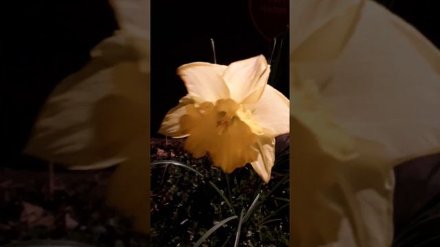 Daffodil #fairyliberationfront 5-5-23 9:15 PM #georgiaokeefe #photography #art смотреть онлайн