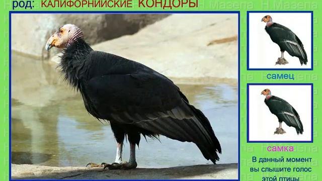 Кондор. Голоса птиц смотреть онлайн
