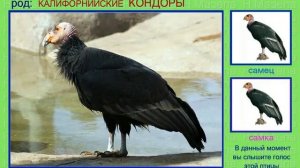 Кондор. Голоса птиц