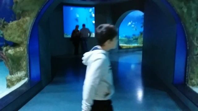 Акулы в Москвариуме. смотреть онлайн