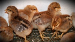 Билефельдер порода домашних кур, подробное описание