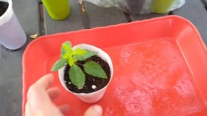 Черенкование Спиреи. Неожиданный результат.