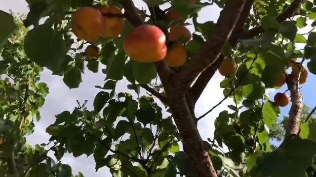 Прогулка по садам в горах смотреть онлайн