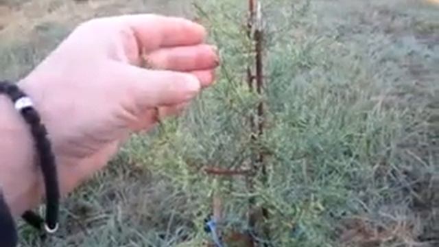 Кипарисы пирамидальный и аризонский Степной Крым Раздольное Осень 2022 смотреть онлайн