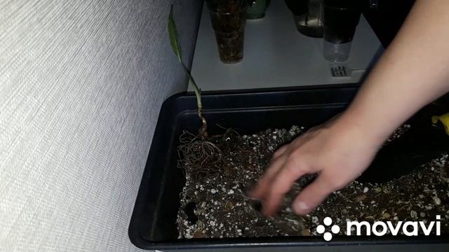 КОМНАТНЫЕ РАСТЕНИЯ(ЦВЕТЫ).ЗАНИМАЮСЬ СО СВОИМИ НОВЫМИ ФИЛОДЕНДРОНАМИ смотреть онлайн
