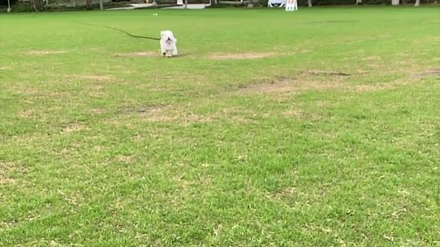 Cotton de Tulear Running смотреть онлайн