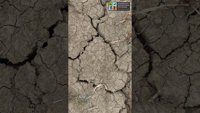 Кульбаба: Як їсти дикороси та чому це добре для природи смотреть онлайн