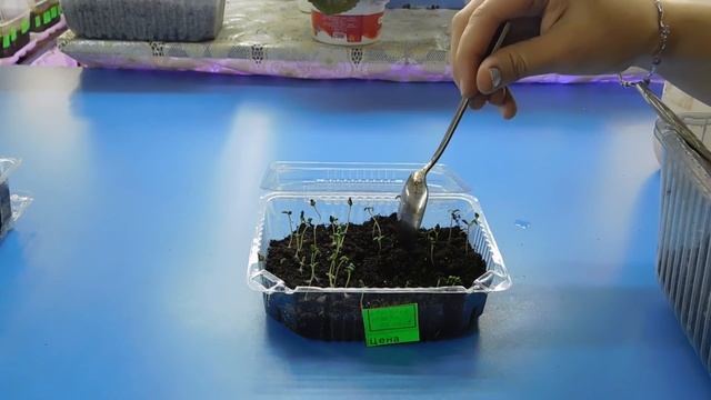 ???Самый простой способ посеять Гвоздику на рассаду ! Выращивание из семян в домашних условиях смотреть онлайн