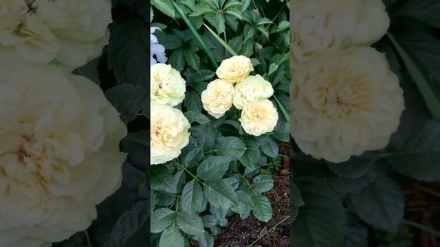 Роза Шампань рококо/Champagne Rokoko .Тантау. Цветение продолжается. Часть 2.