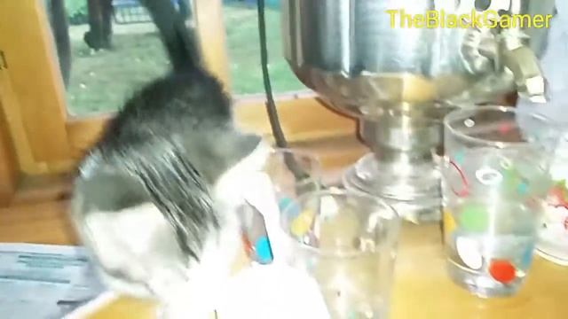 Нашел котенка на улице! смотреть онлайн