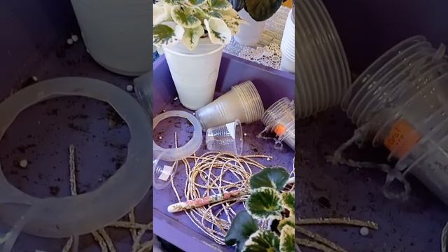 Обзор: фиалки, грунт, полив, фитильные емкости?✨ смотреть онлайн