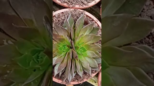 Echeveria Black Prince смотреть онлайн