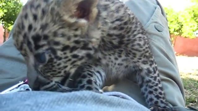Baby leopard cub calling смотреть онлайн