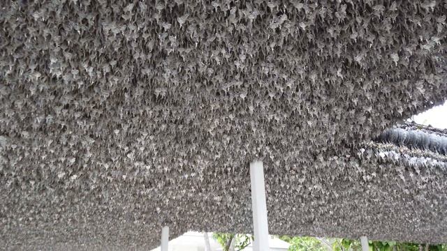 [4K] 2020 Walk around "Wat Rong Khun" unique white temple in Chiang Rai смотреть онлайн