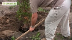 Как правильно пересадить тую.