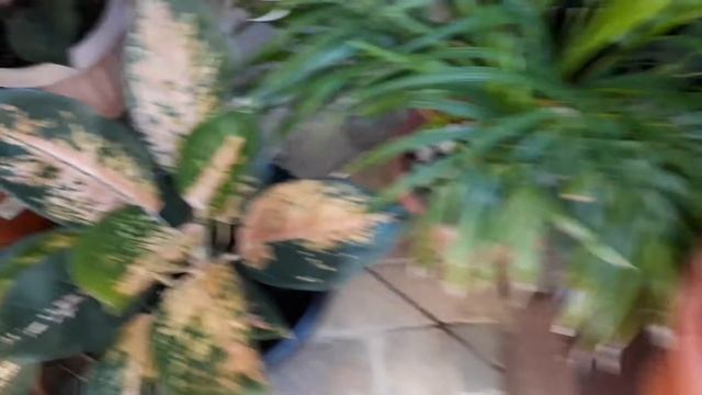 Aglaonema cochin collections смотреть онлайн