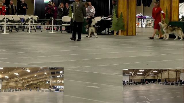 AMCA 2022 Estes Park Regional Puppy Sweepstakes - Ron Pohl смотреть онлайн