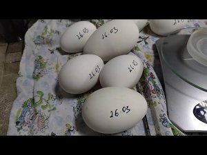 Инкубирую ДВУХЖЕЛТКОВОЕ яйцо. Эксперимент)))