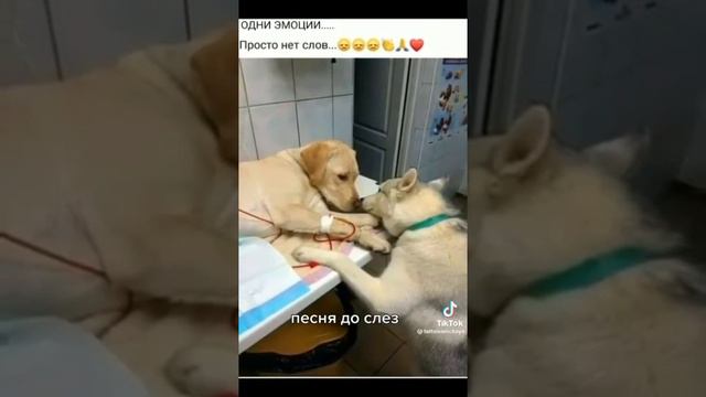 Побеждает доброта... смотреть онлайн