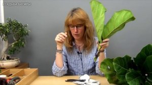 Размножение фикуса Лирата (ч.1).