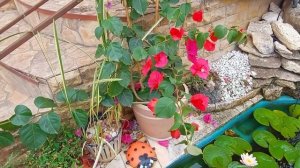 Бугенвиллия: уход и выращивание в домашних условиях.