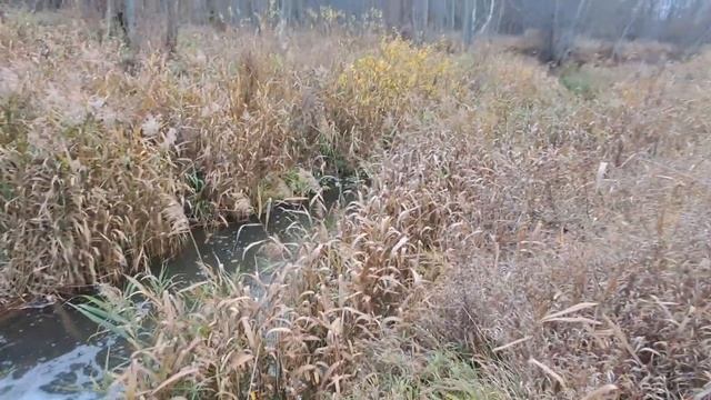 прогулка р.Лум в д.Лавричи 14 10 23 смотреть онлайн