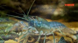Голубой Кубинский рак в аквариуме. Содержание, разведение, совместимость, чем кормить