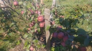 Яблоня красномякотная РОЗЕТТА.