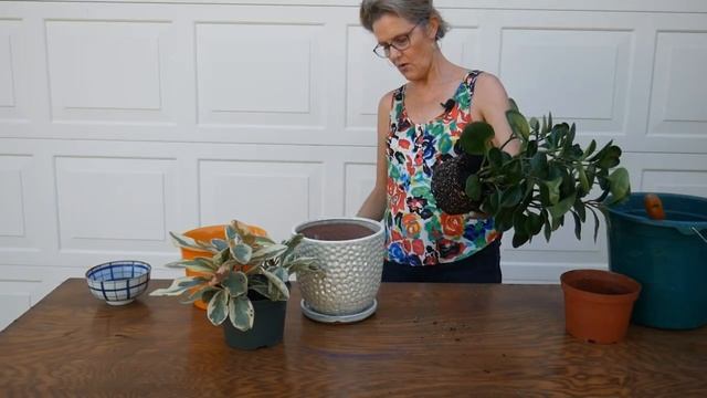 Repotting Peperomias: What You Need To Know & The Mix They Like Best / Joy Us garden смотреть онлайн