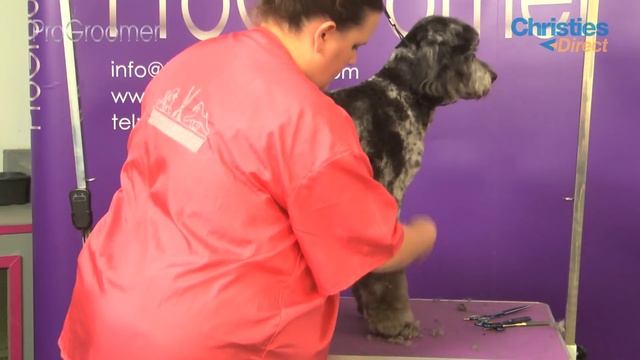 Grooming Guide - How To Groom A Labrdoodle - Pet Trim - Pro Groomer