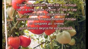 Урожайный Томат сорт скрытые сокровища вечной земли ( Hidden Treasures Of A Timeless, Италия)