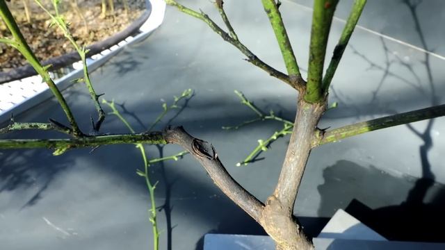 Pruning My Grapefruit And Pomelo Trees, The Bonsai Zone, March 2023