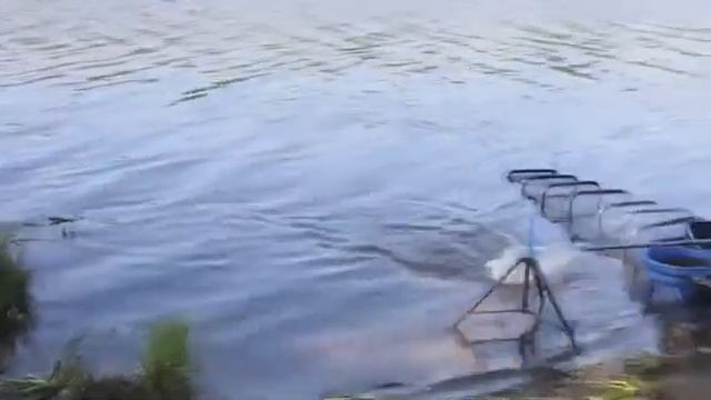 Фидерная ловля плотвы,подлещика и леща Английская донка с Алексеем Фадеевым смотреть онлайн