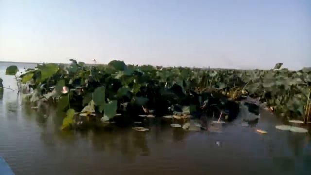 Лотосы в Ахтанизовском лимане смотреть онлайн