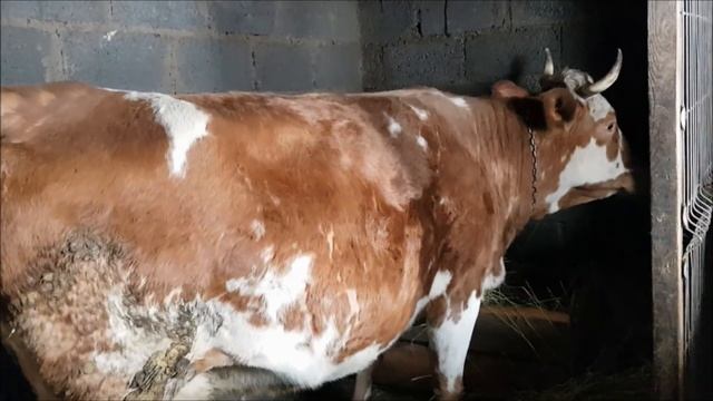 Признаки скорого отёла у коровы дополнение часть2 смотреть онлайн