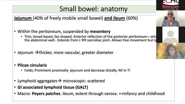 G-ECHO Fellows Anatomy смотреть онлайн