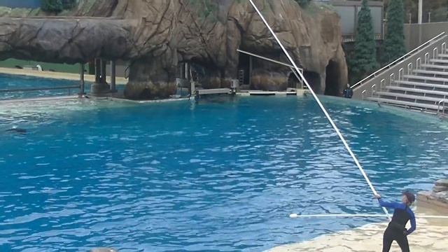 Shouka "kicker" training session - March 14, 2020 - SeaWorld San Diego смотреть онлайн
