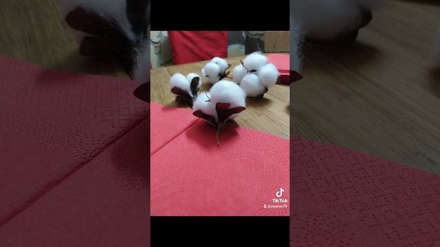 цветы хлопок своими руками из ваты и шишек смотреть онлайн