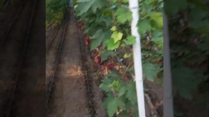 Виноград Аватар и моя формировка.