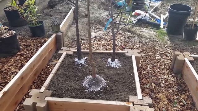 Apricot Nectarine Nectaplum Aprium tree planting смотреть онлайн