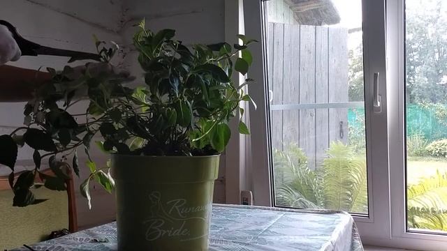 Гортензия Сбежавшая невеста смотреть онлайн