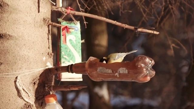 Сойка и синички лакомятся угощениями смотреть онлайн