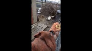 Бой петухов!!Жесть!Смотреть всем!