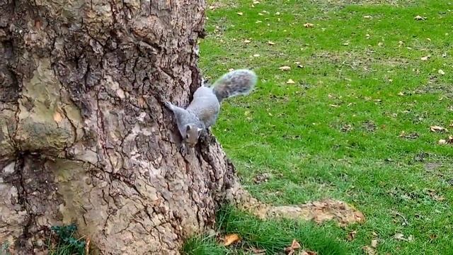 Озорные белки в английских парках (Squirrels in the UK Gardens) смотреть онлайн