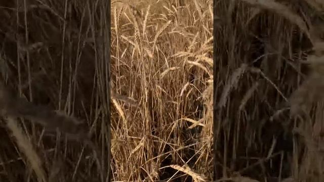 Элемент 22 - сорт яровой мягкой пшеницы для органического земледелия в Западной Сибири смотреть онлайн