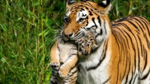 Тигрица принесла детеныша к человеку и заплакала. Дальше произошло невероятное!