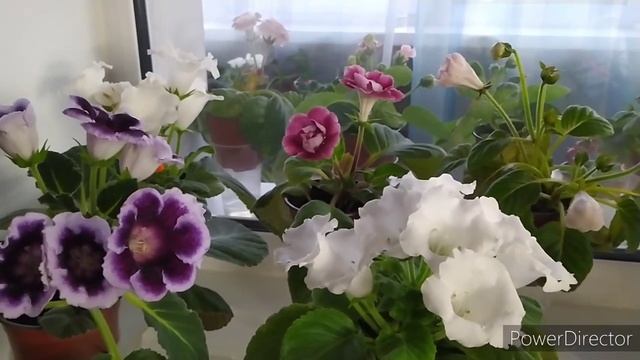 КАК ИЗБАВИТЬСЯ ОТ ГРИБНОГО КОМАРИКА ! смотреть онлайн