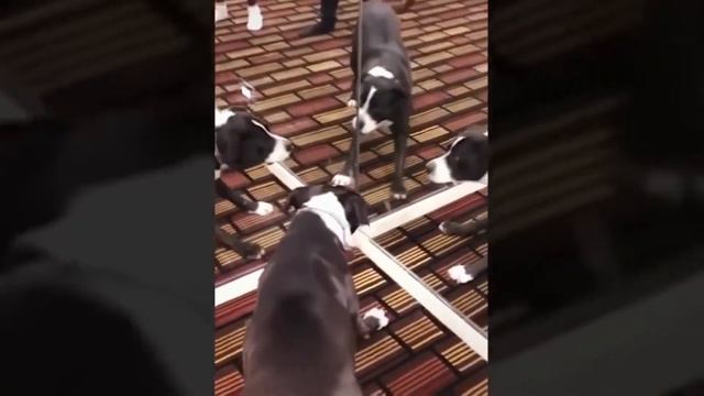 Funny Animals Videos/Cмешные видео про животных смотреть онлайн