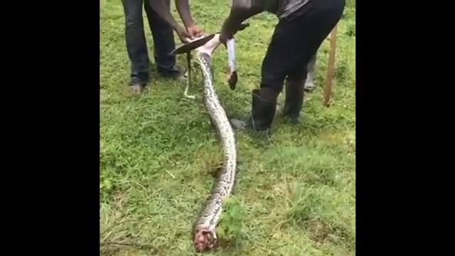 Killer python eaten by locals 1 смотреть онлайн