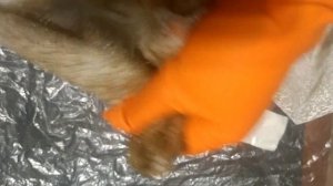 Как отстирать гардину (жир, пятна, желтизну) тюль/ занавеску/идеальная белизна/мудро к дому?